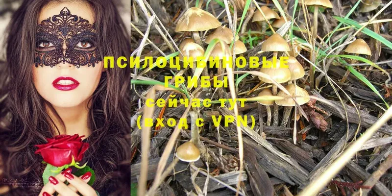 хочу   Бежецк  Псилоцибиновые грибы MAGIC MUSHROOMS 